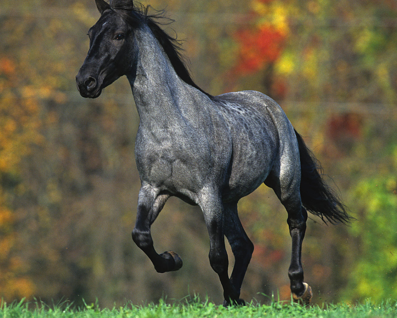 Лошадь летом