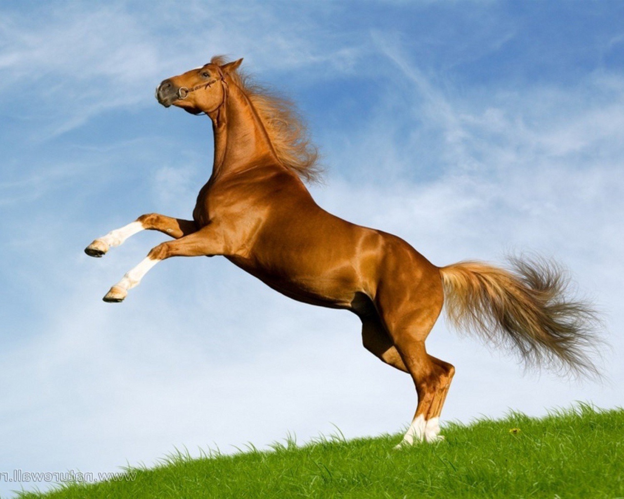 Лошадь моей мечты