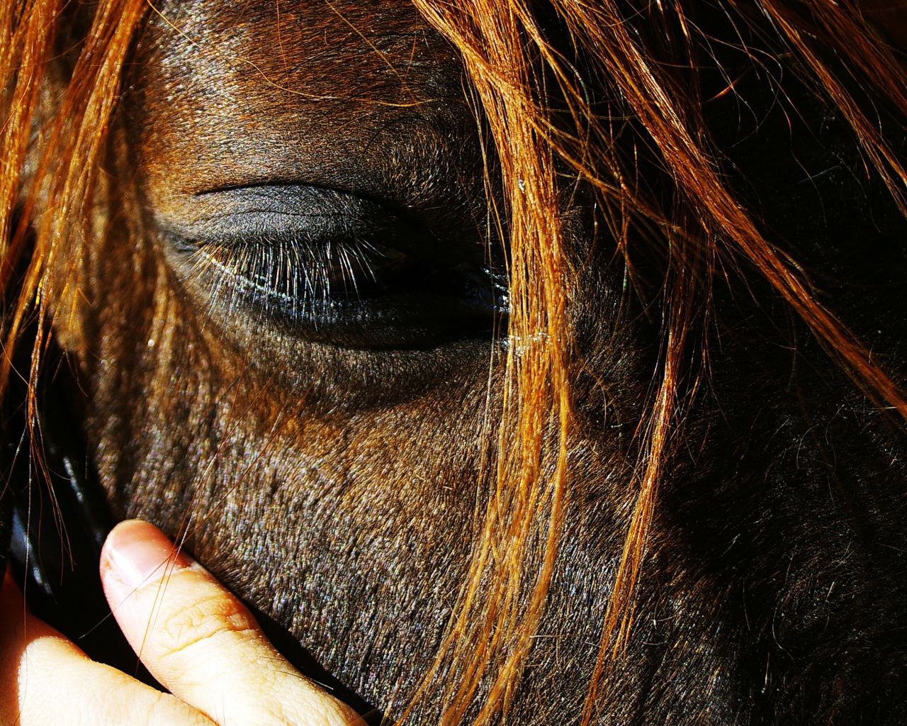 Глаза лошади