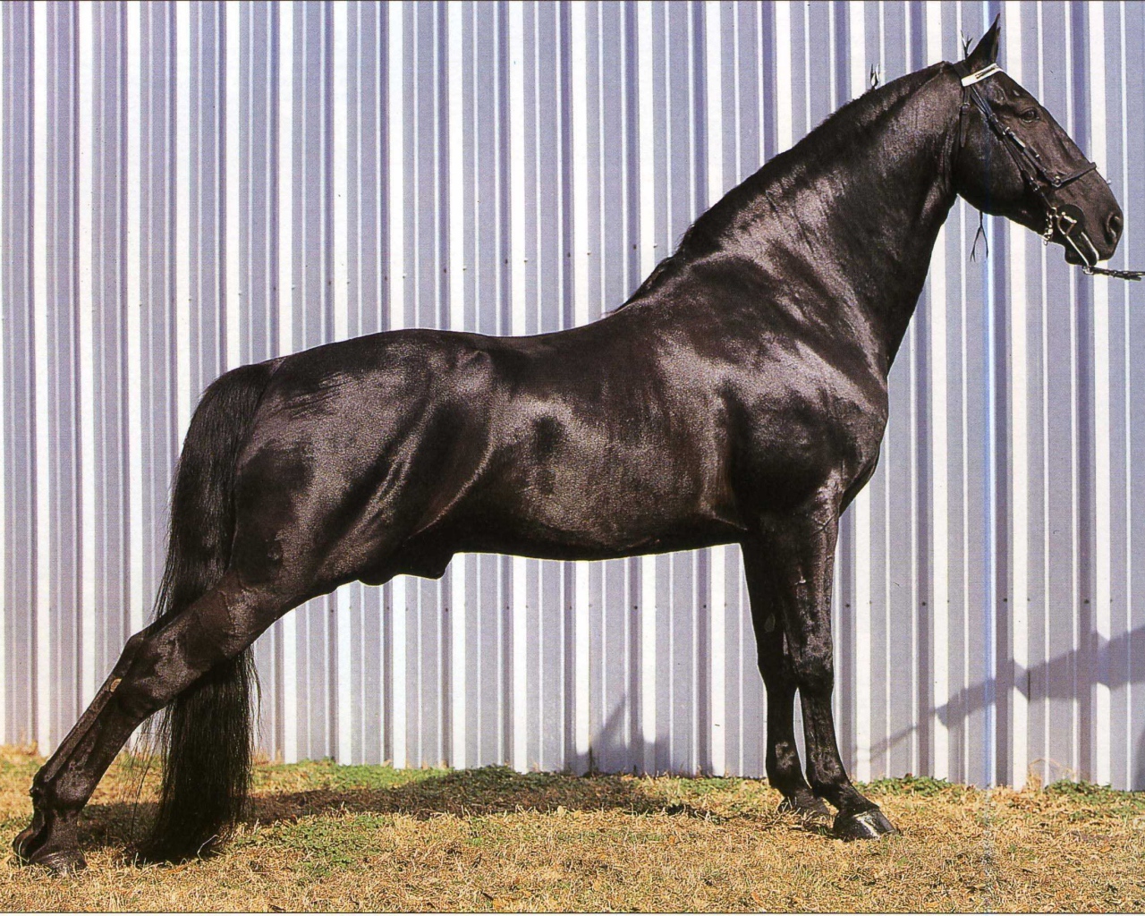 Выставка лошадей