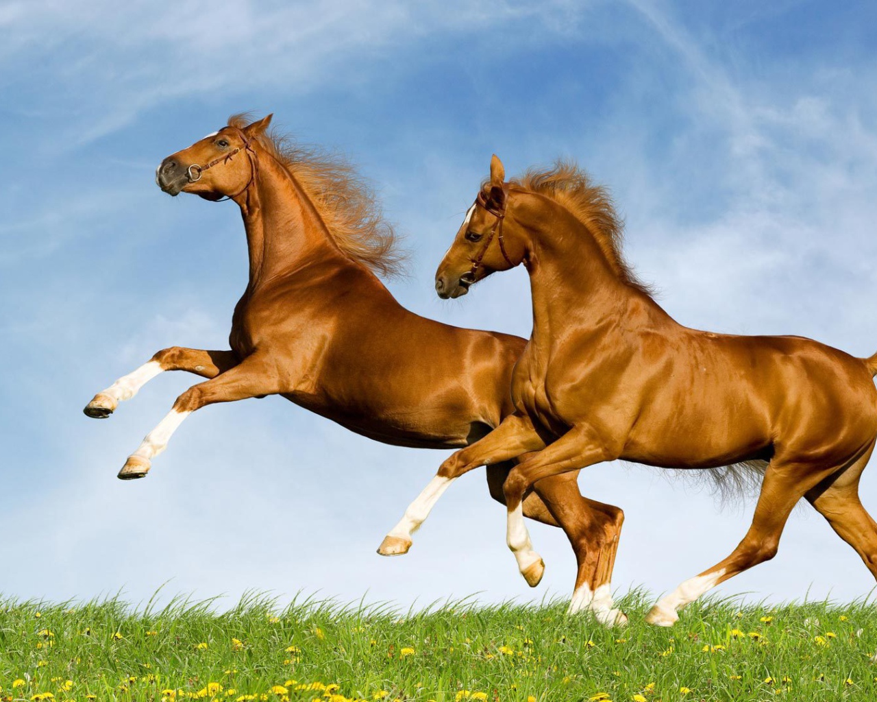 Лошади красивые