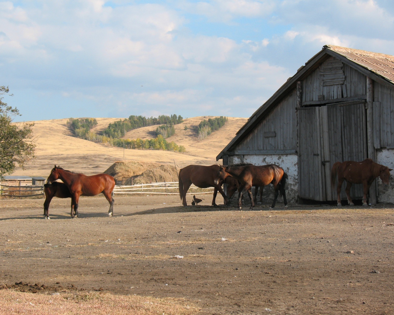 Ферма лошадей