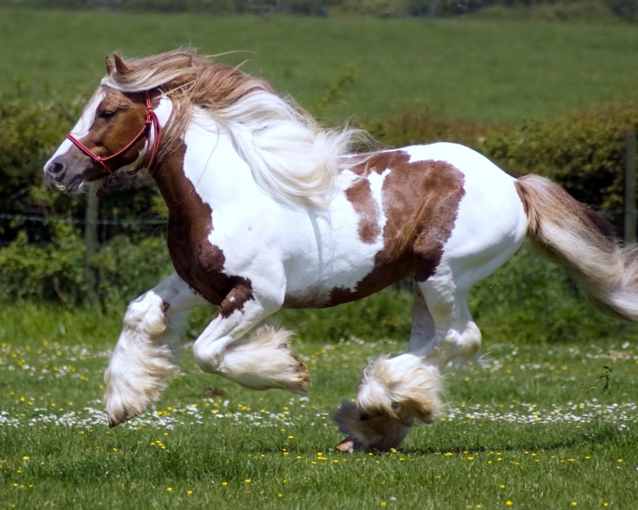 Тяжеловозные лошади
