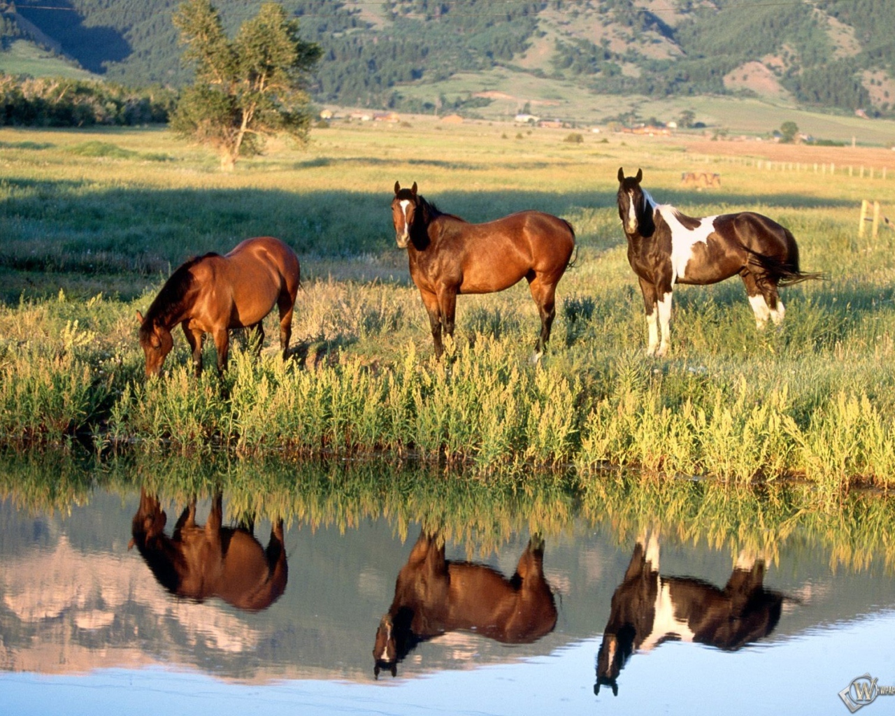 Лошади у ручья