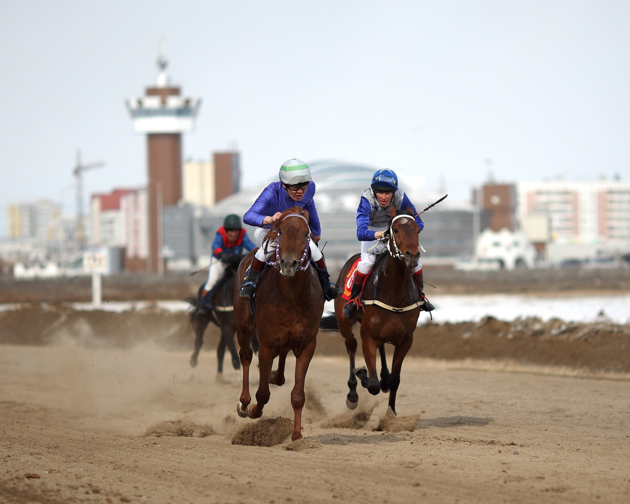 Лошади скакуны