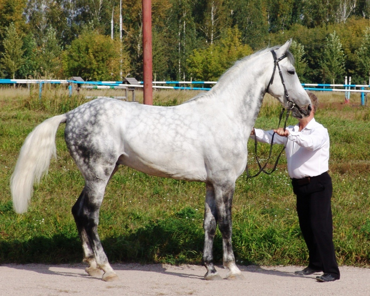 Лошади рысаки