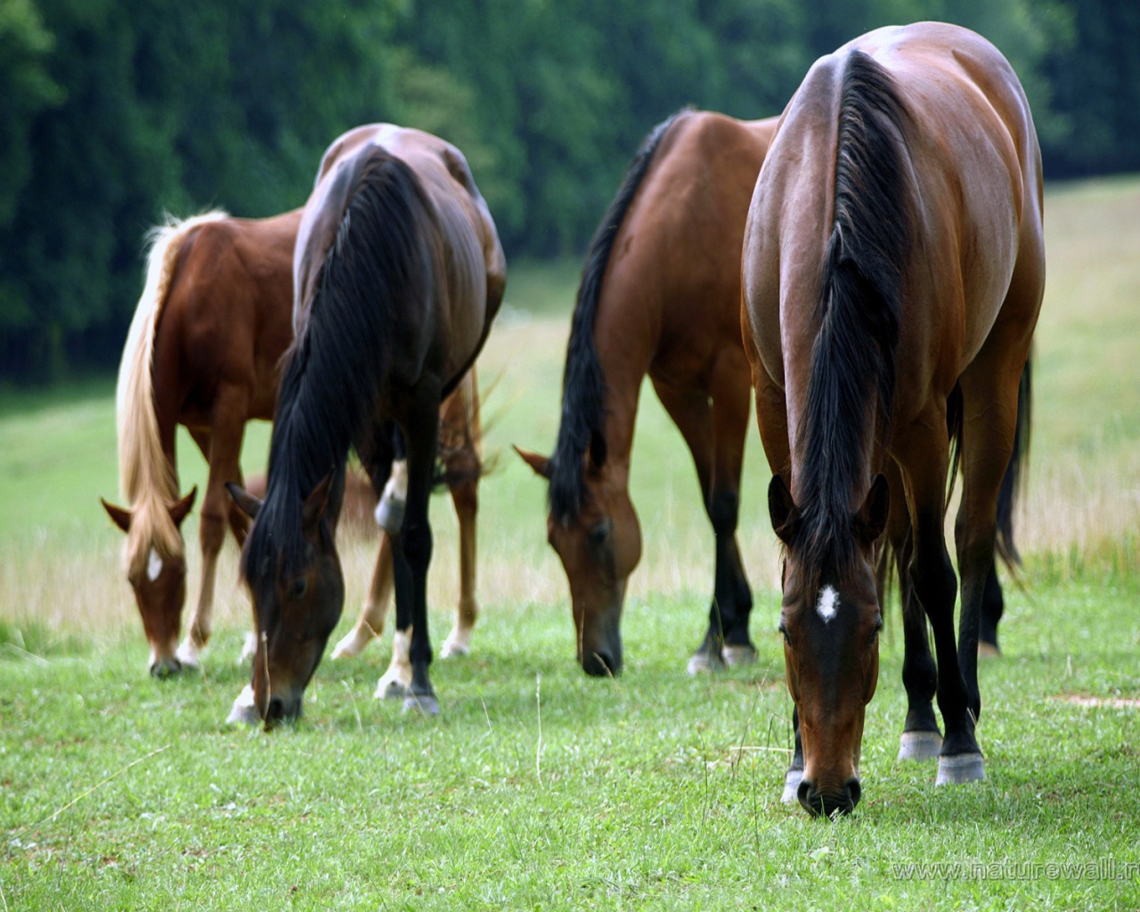 Большие лошади