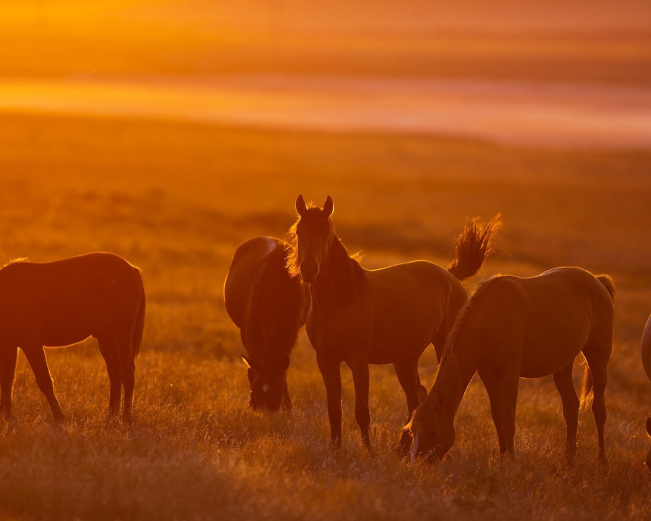 Легкие лошади