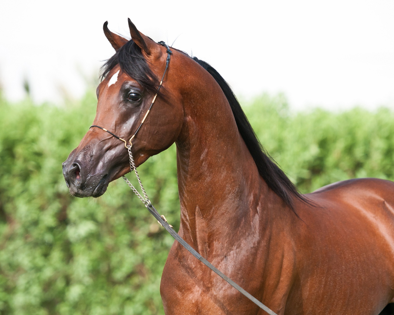 Маленькая лошадь