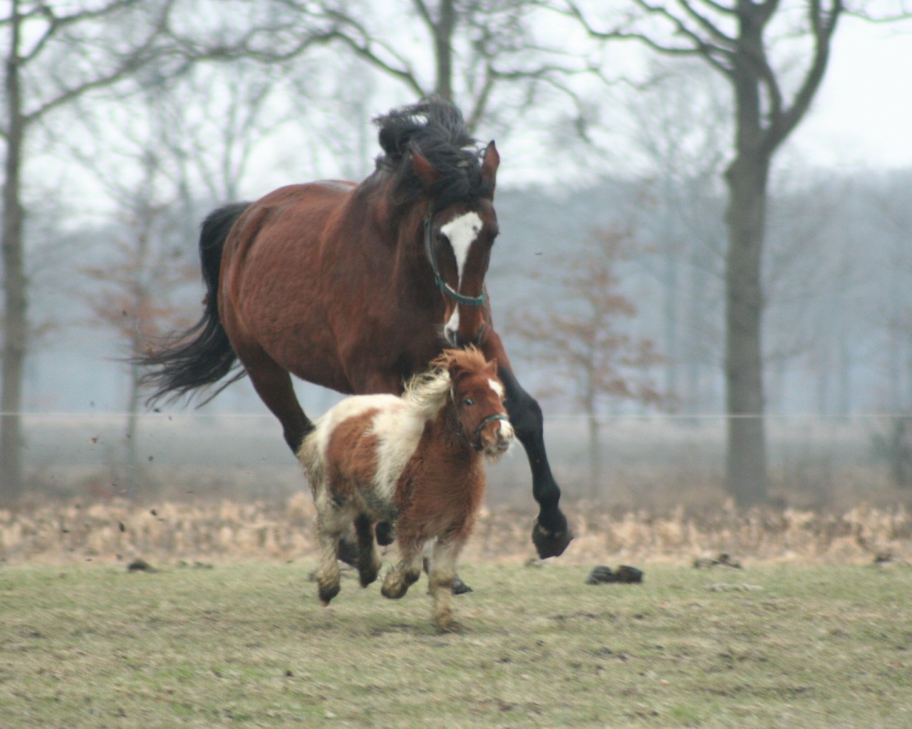 Мини лошади