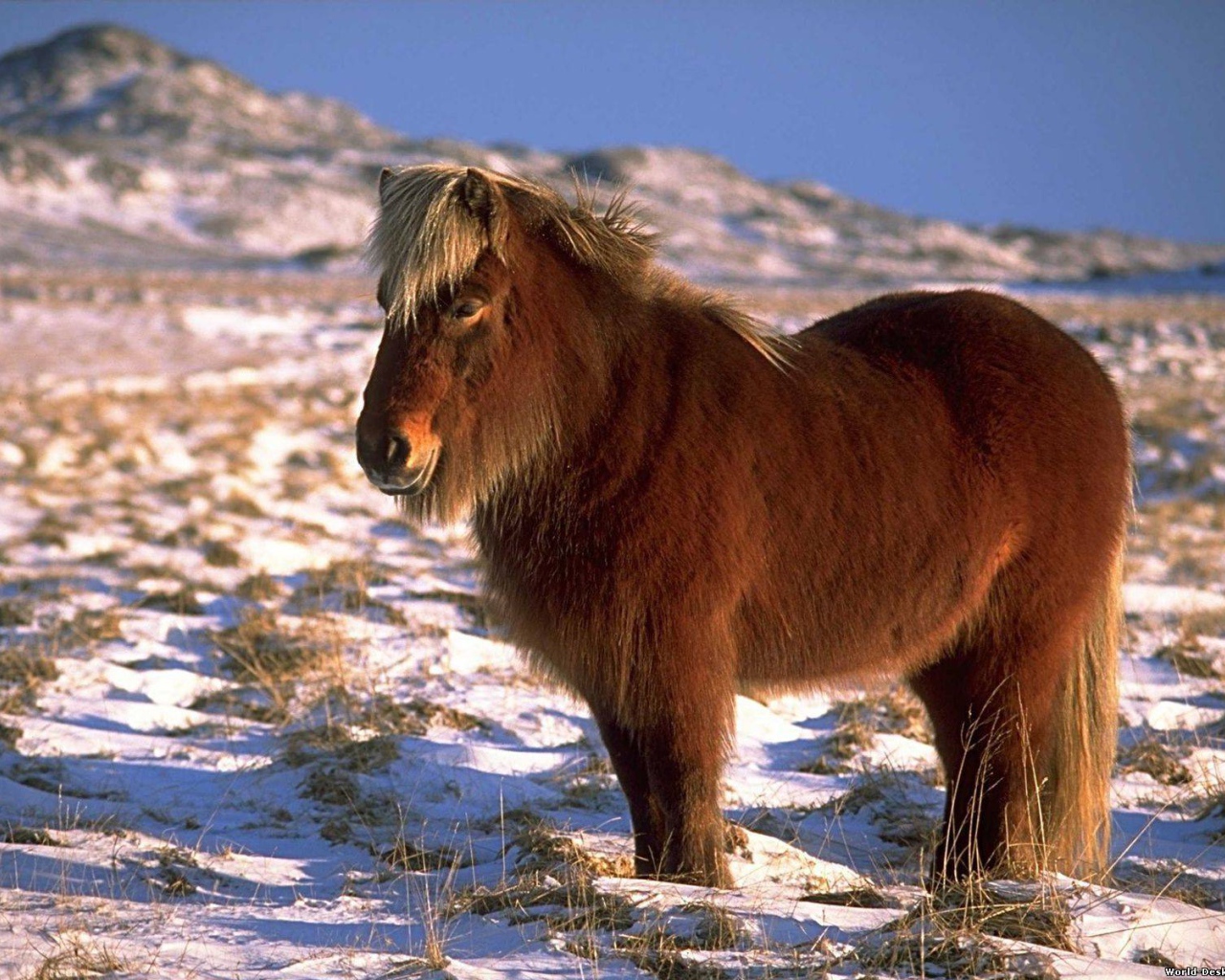 Карликовая лошадь