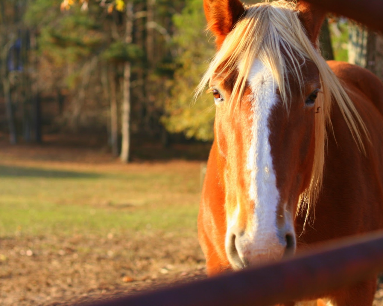 Чудо лошадь
