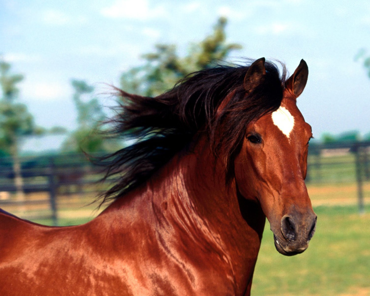 Изображение лошади