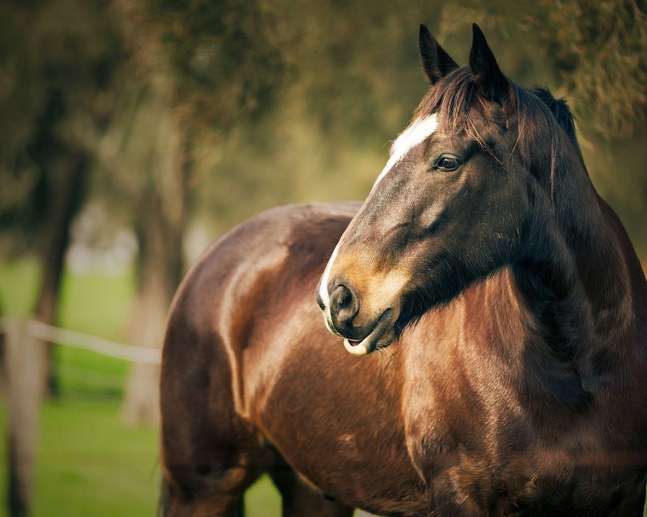 Портрет лошади