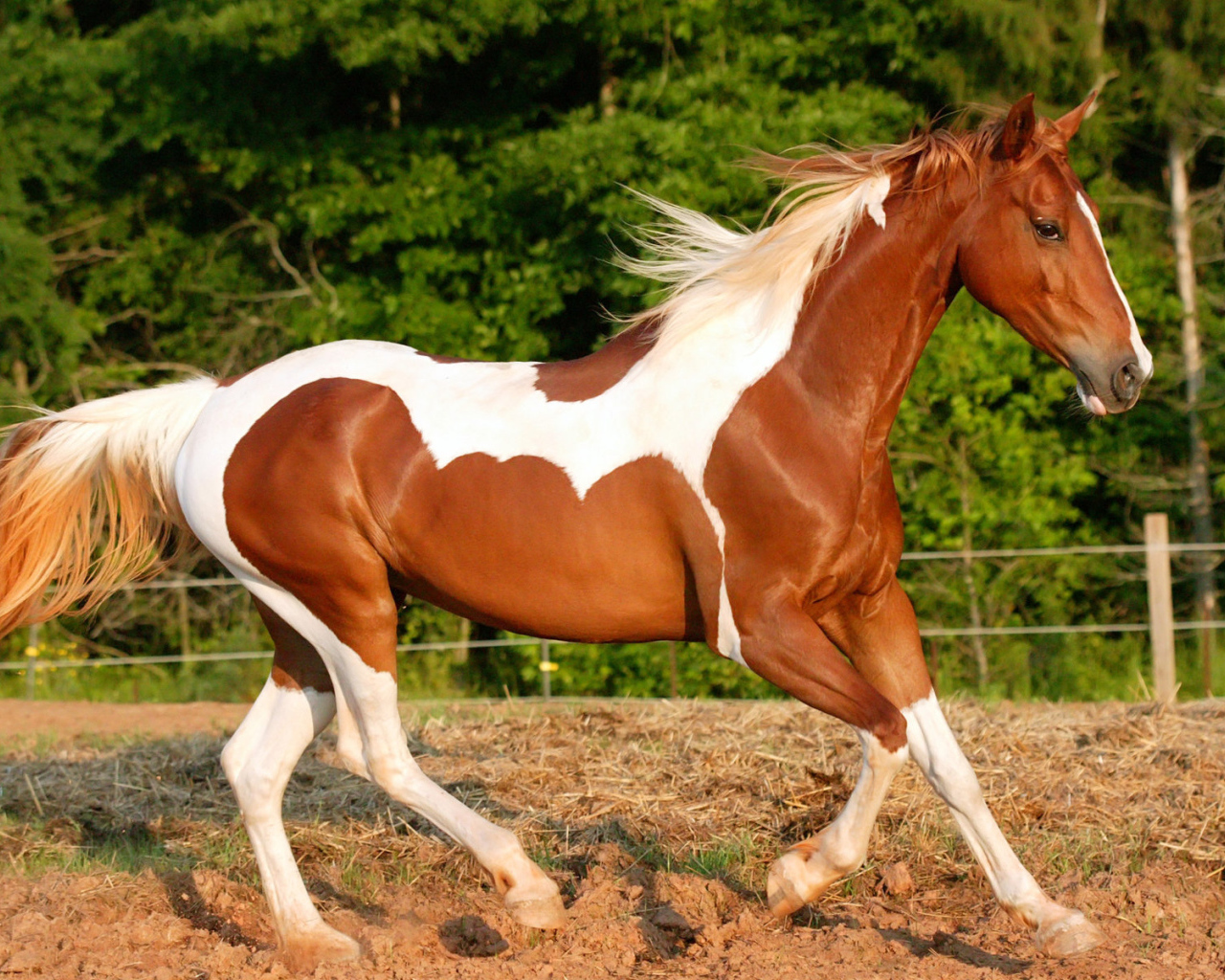 Верховая лошадь