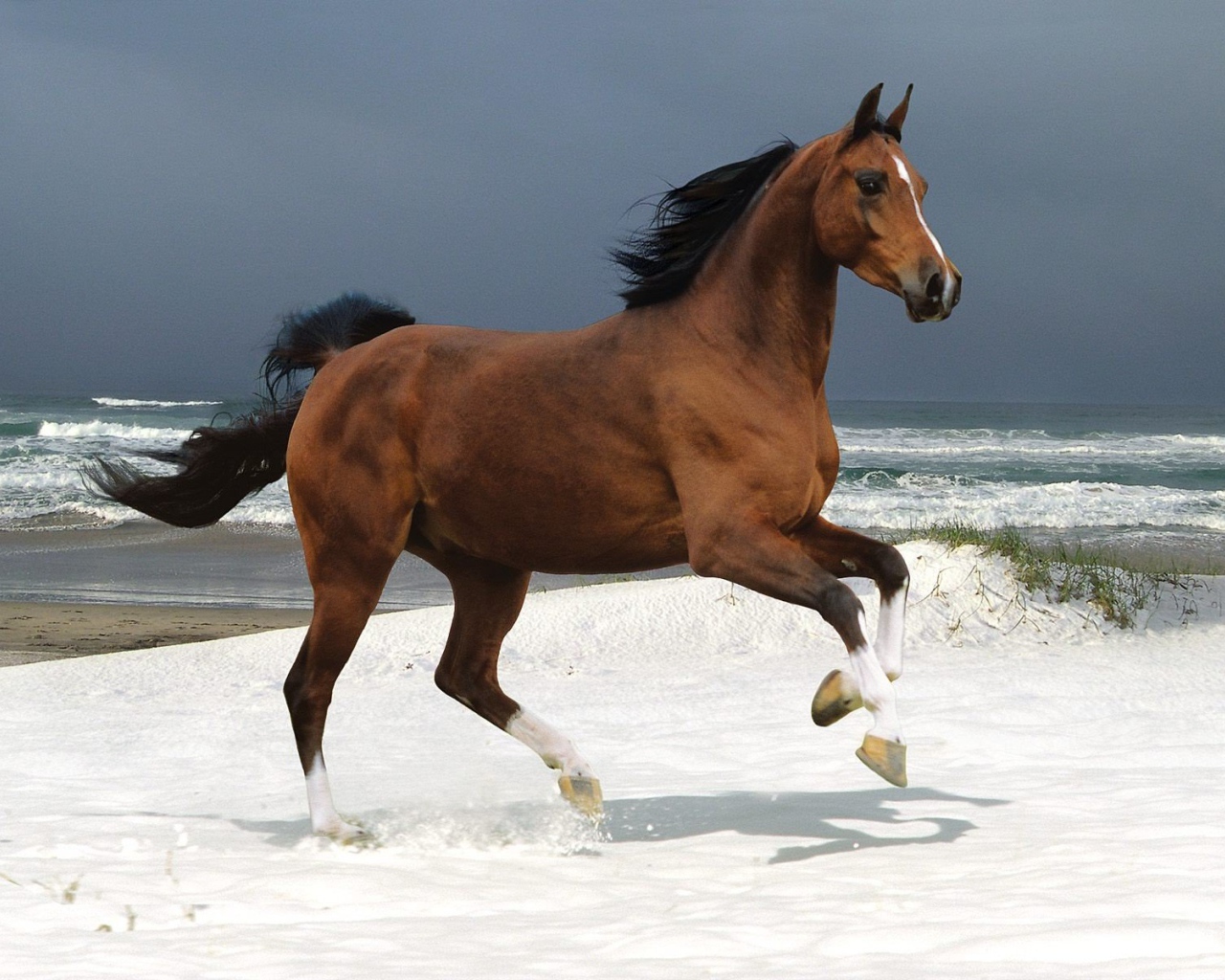 Бегущая лошадь