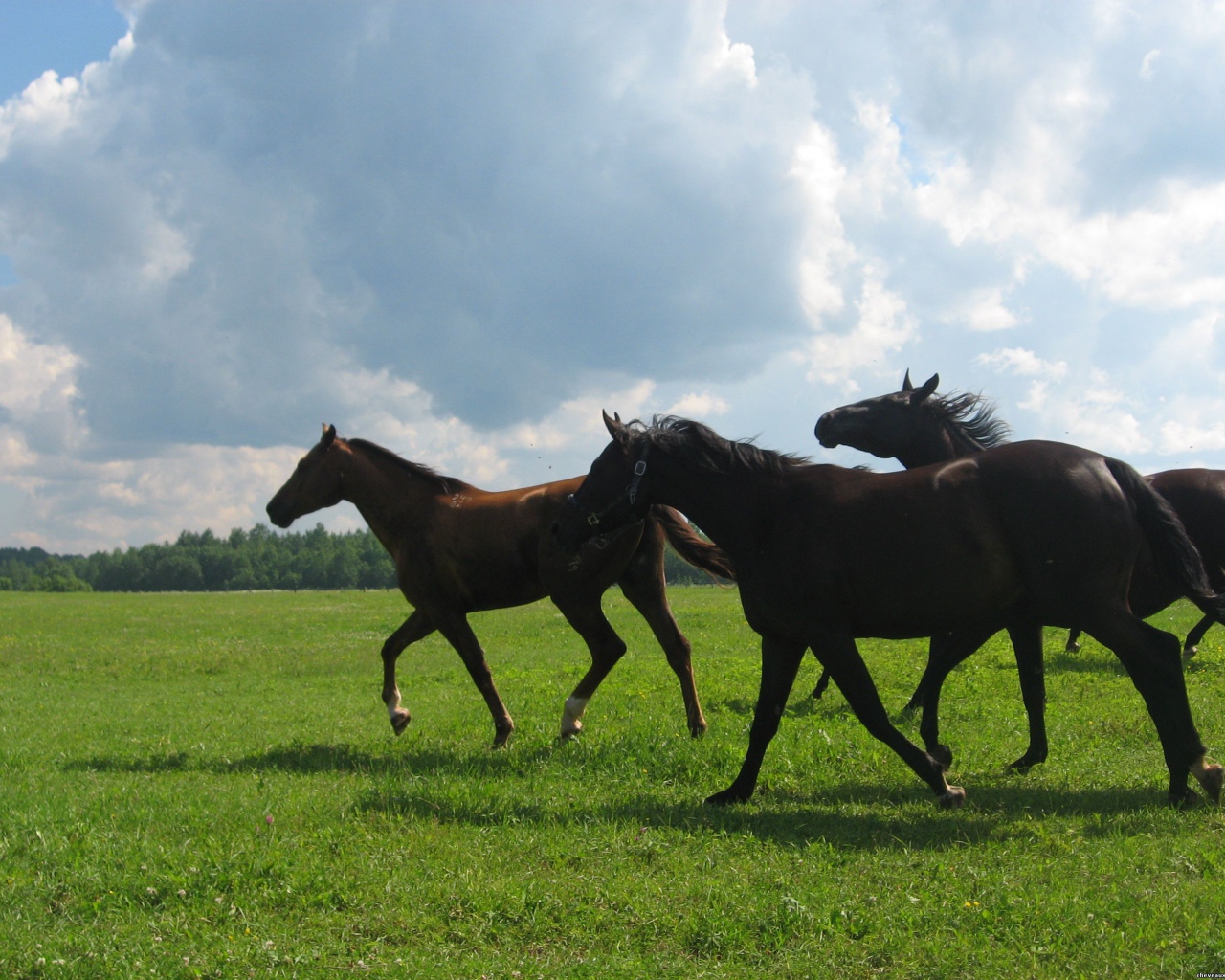 Русские породы лошадей