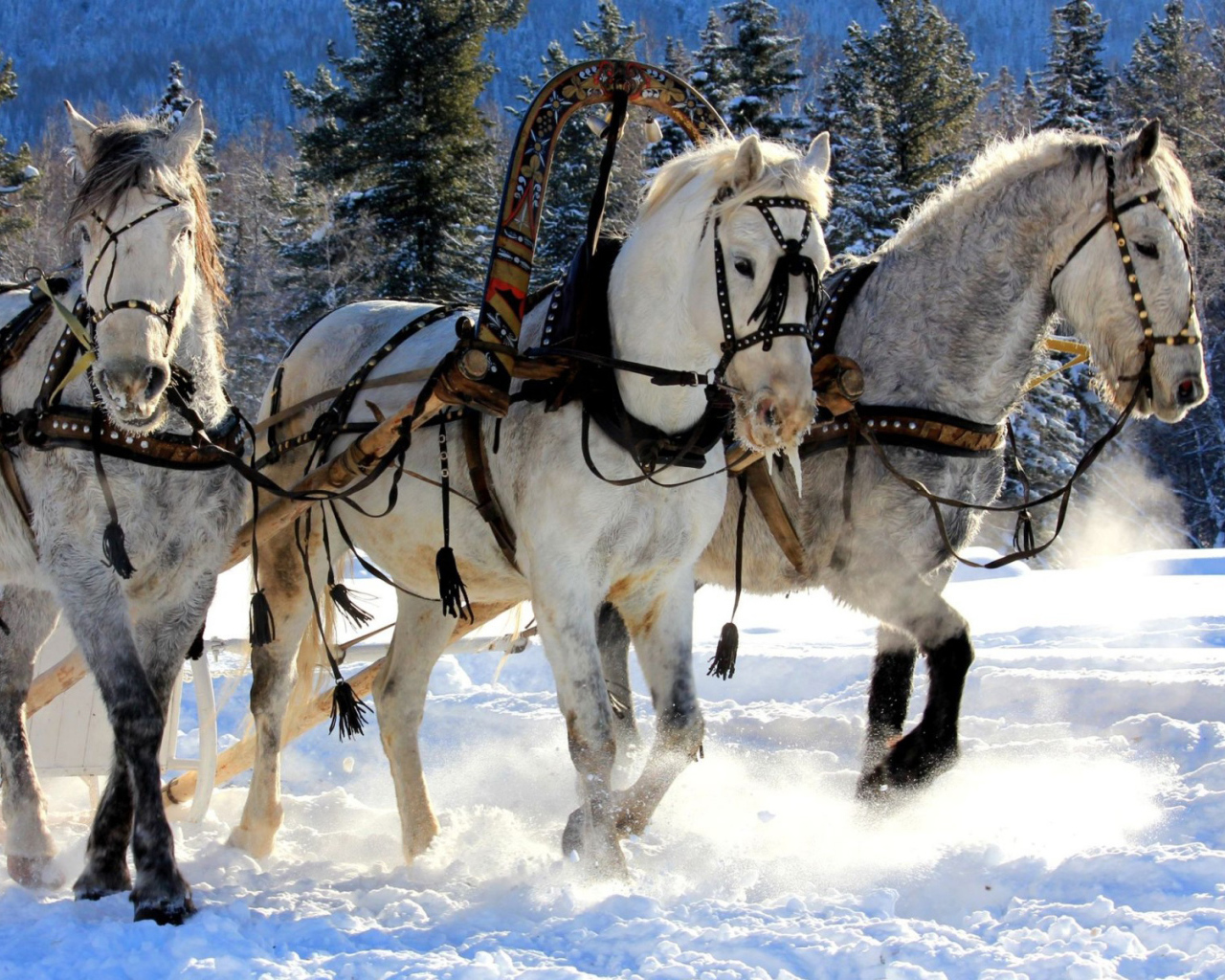 Русская лошадь