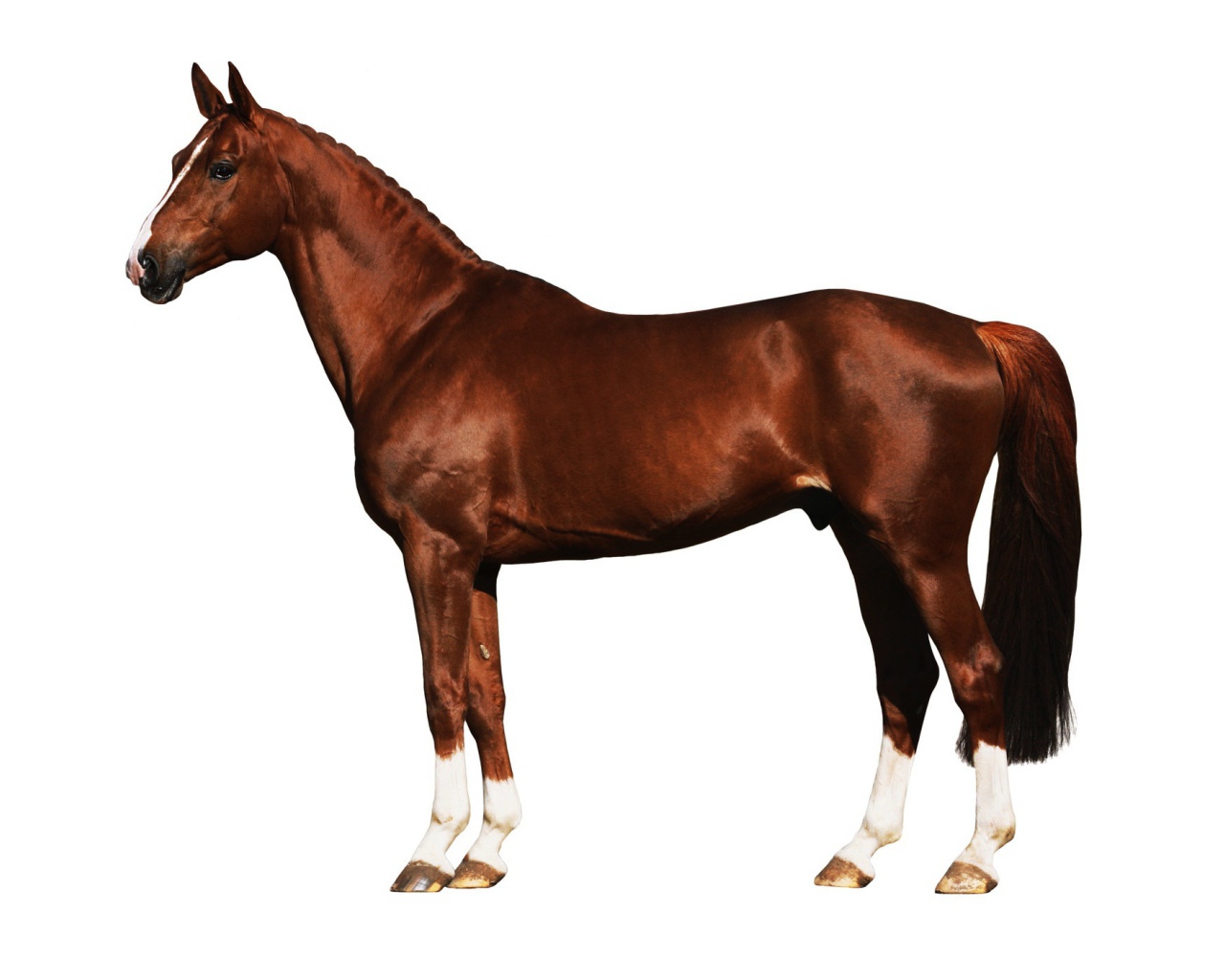 Подкованная лошадь