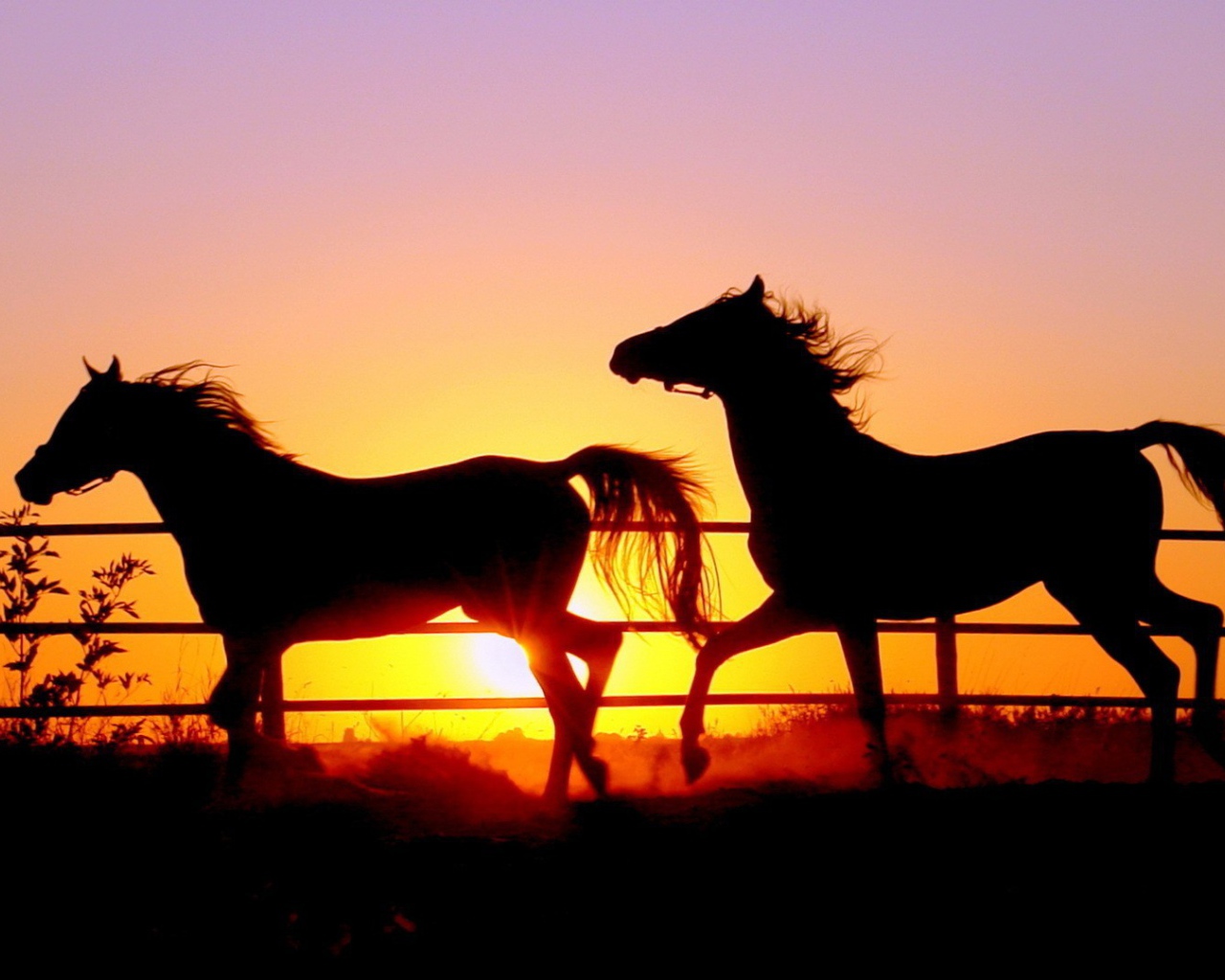 Силуэты лошадей