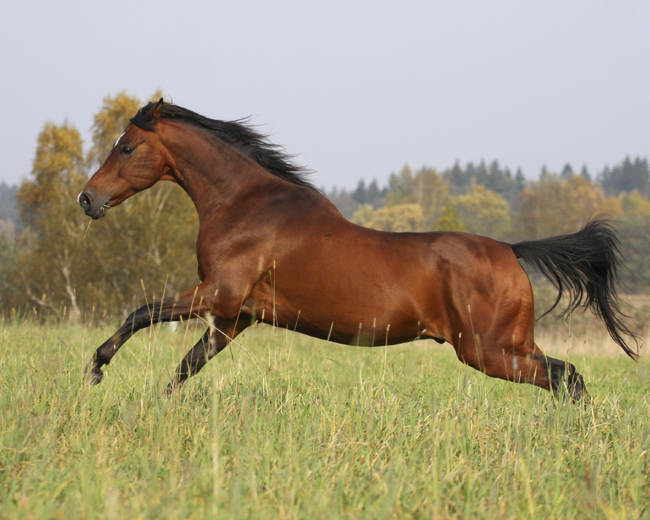 Умная лошадь