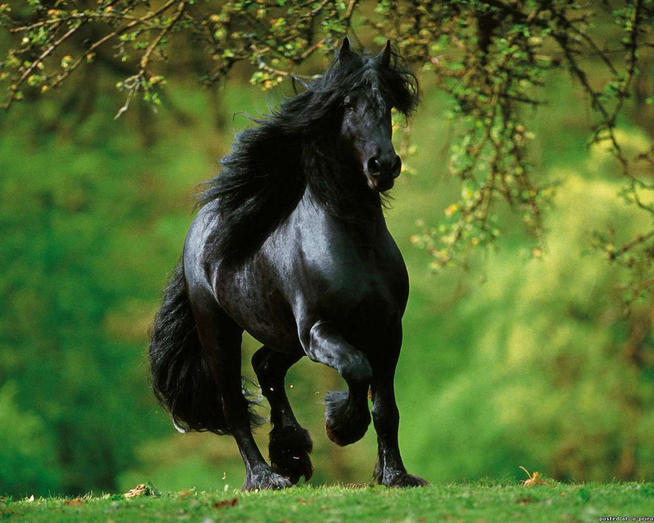 Испанские лошади