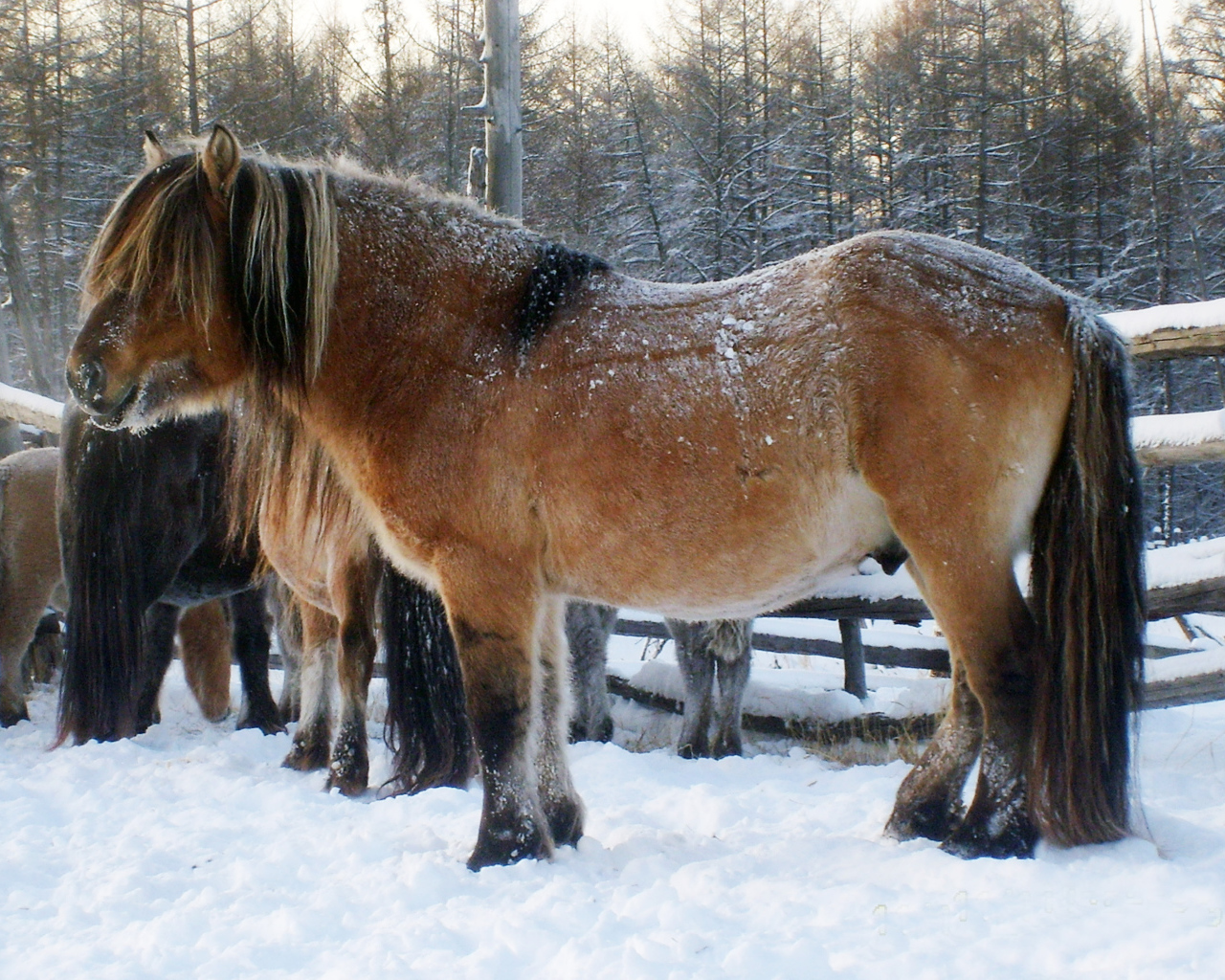 Сильные лошади