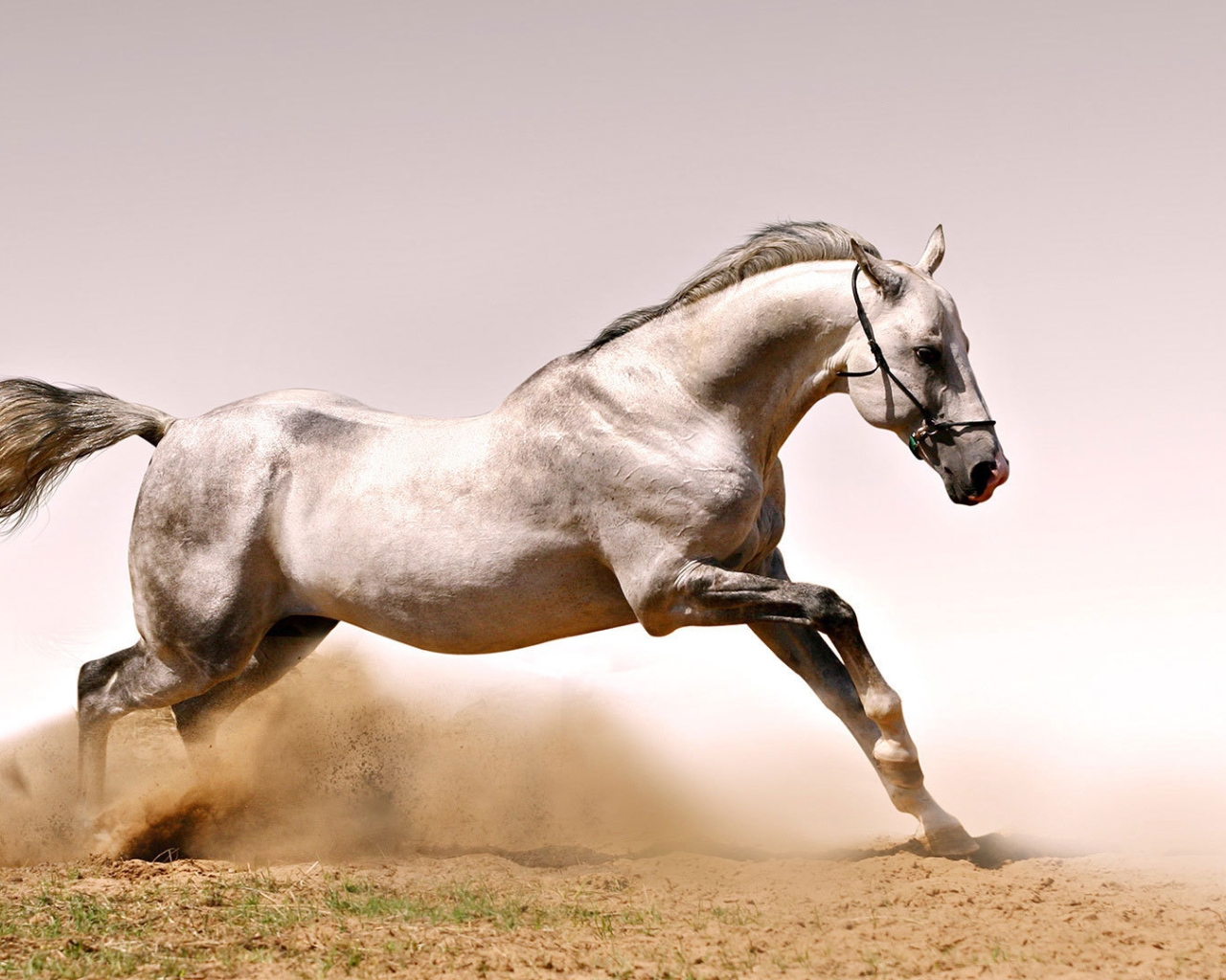 Быстрая лошадь