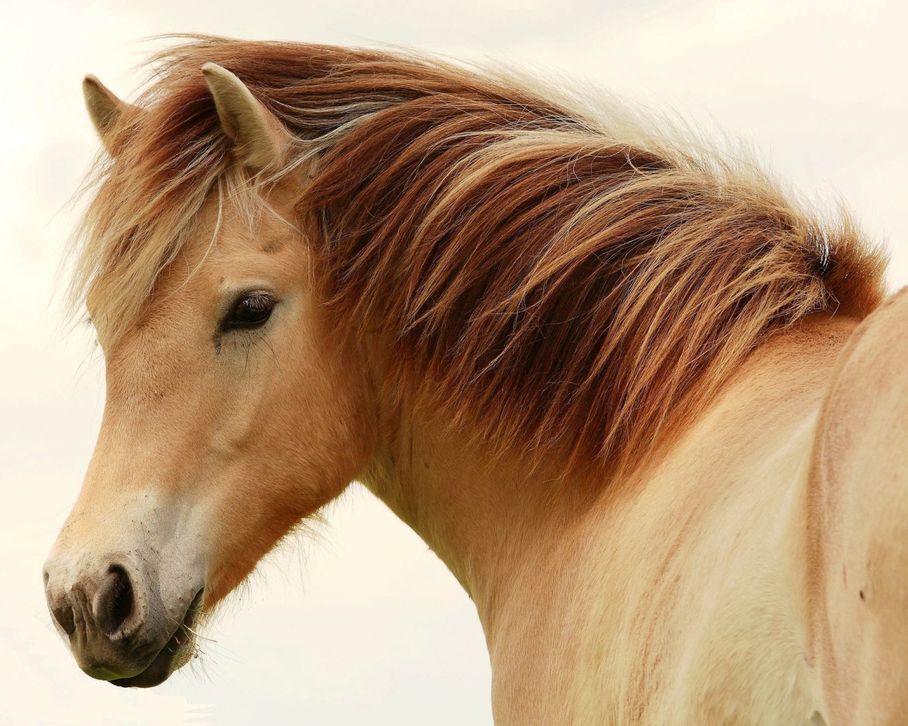 Великие лошади