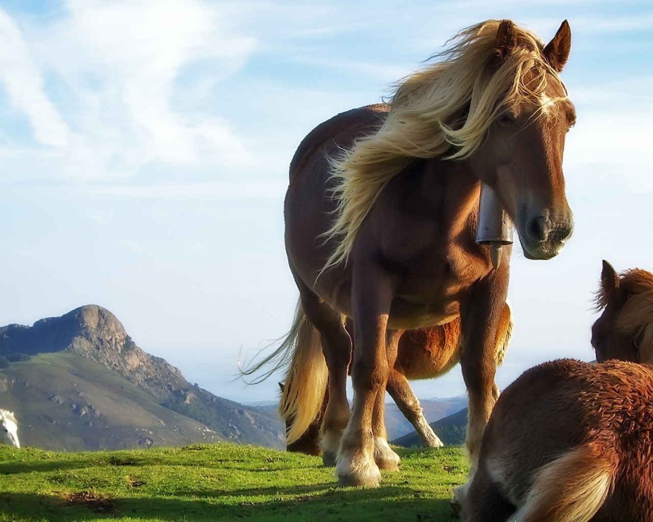 Лошадь и жеребенок на траве
