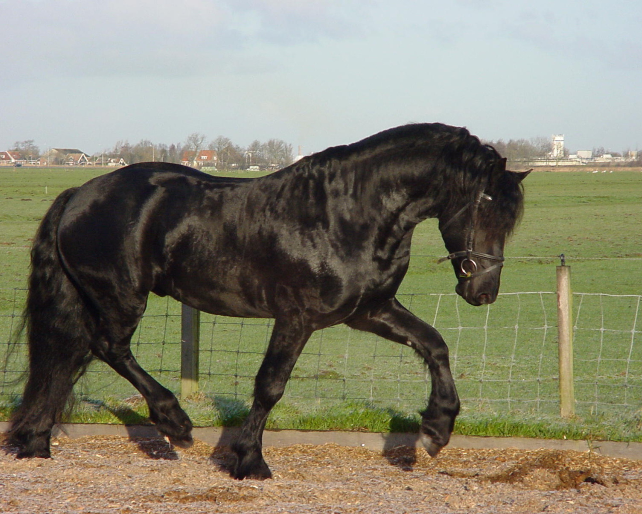Самая дорогая лошадь