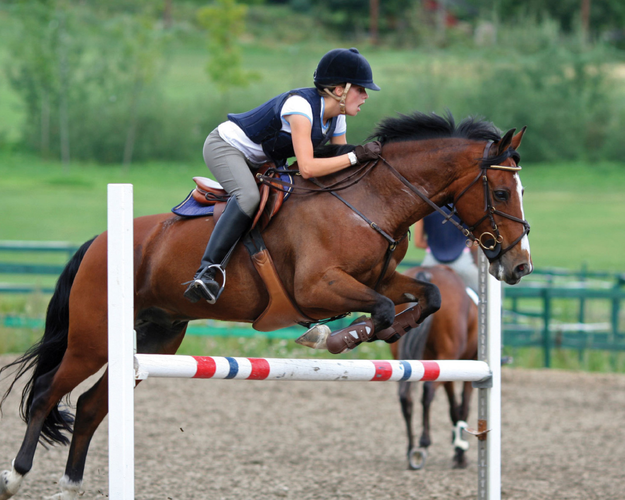 Самая дорогая лошадь в мире