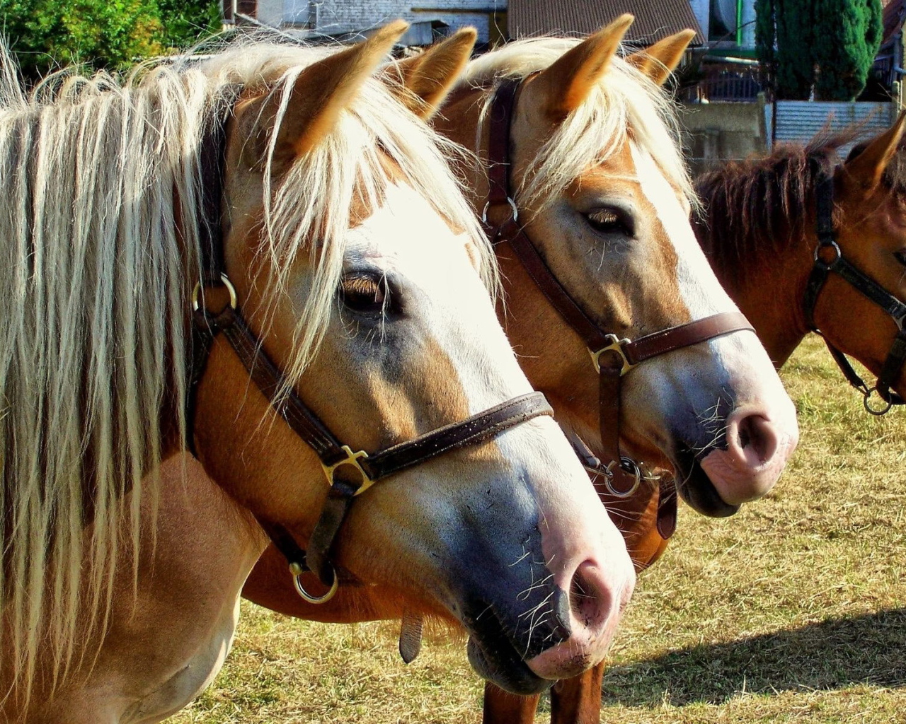 Чистокровные лошади