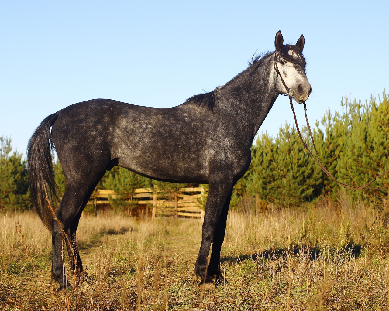 Рысистые лошади