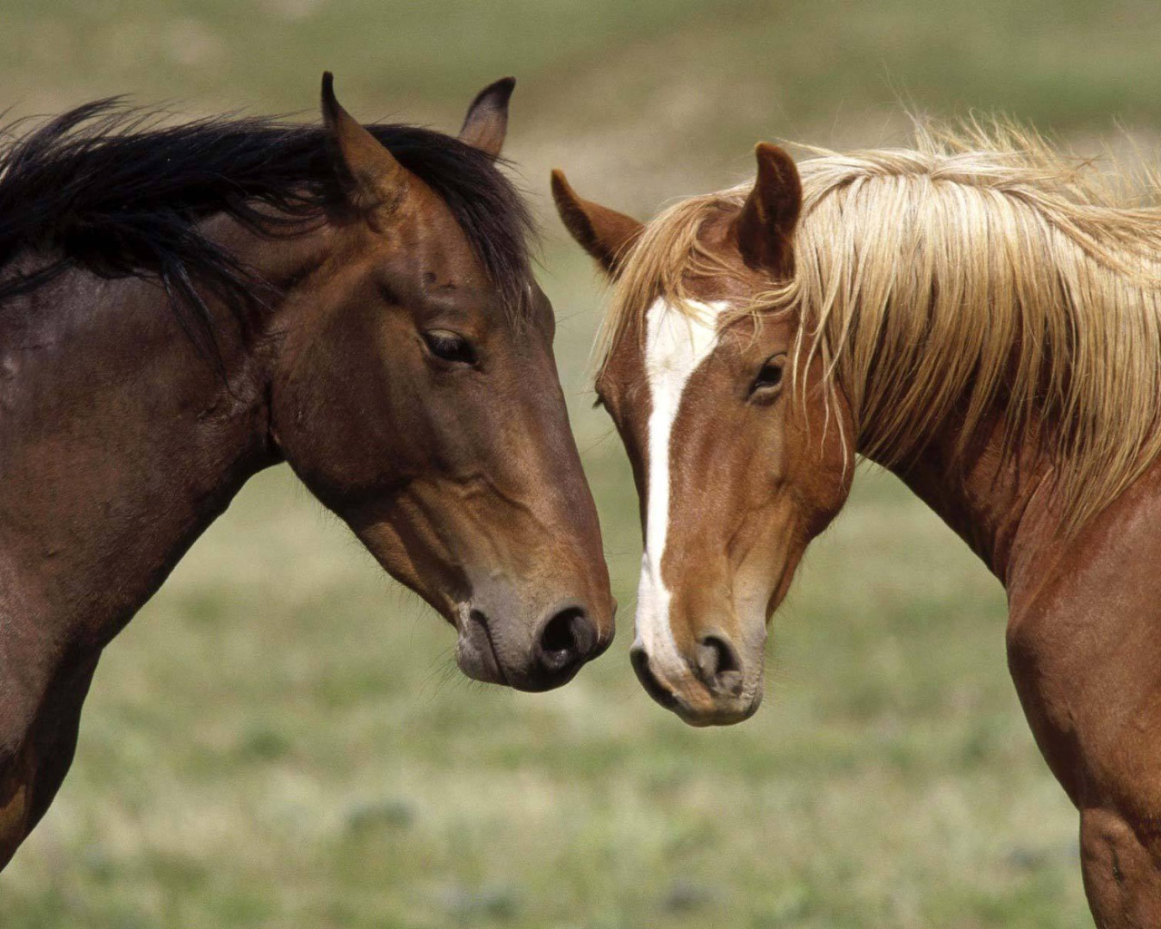 Две коричневые лошади