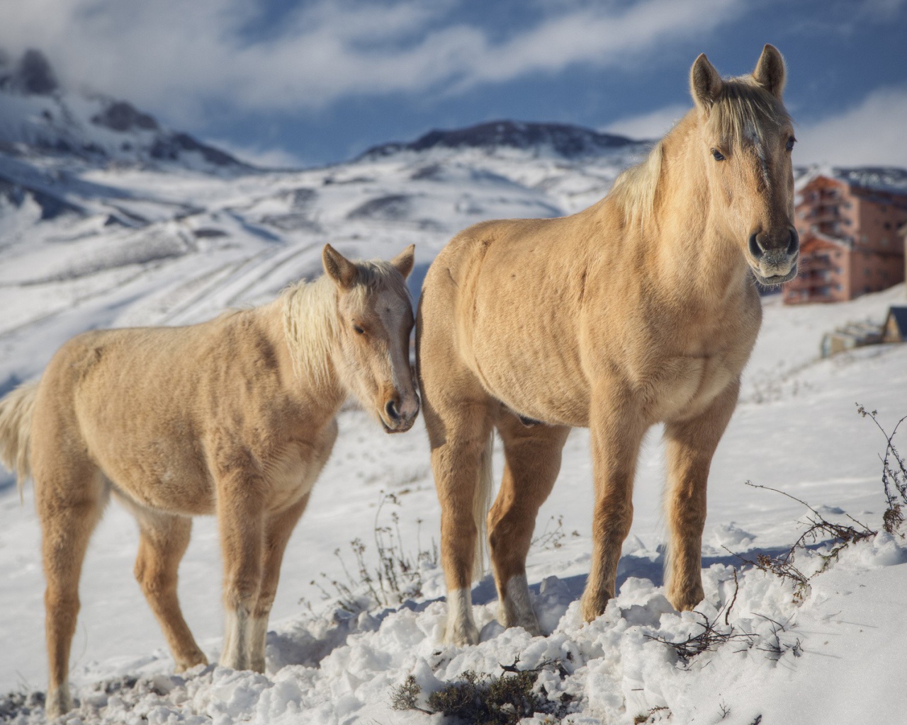 Две лошади зимой на снегу
