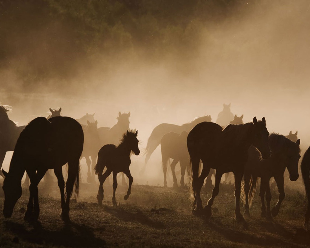 Долина лошадей