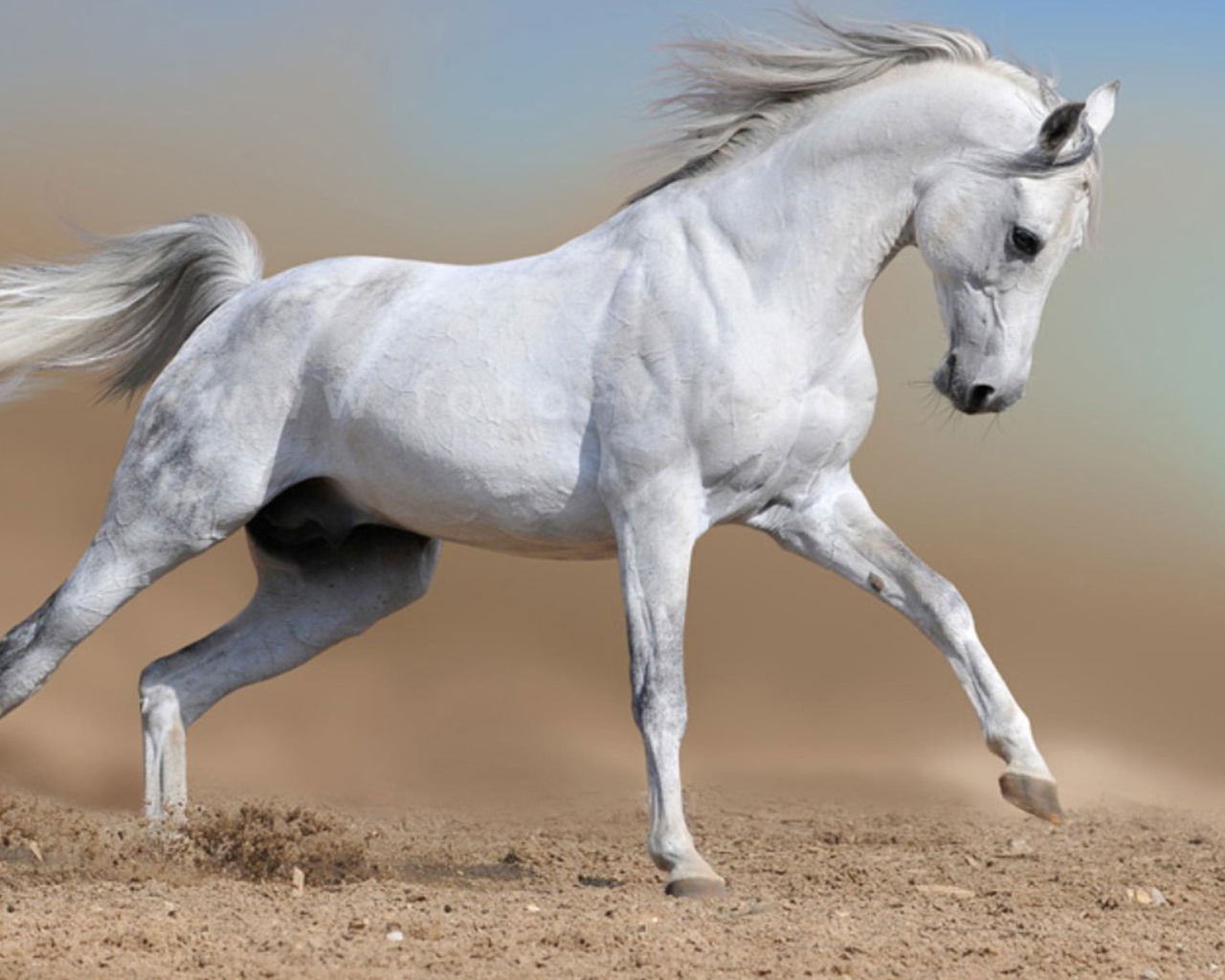 Белый конь бежит