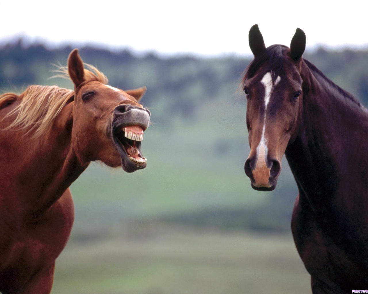 Злая лошадь