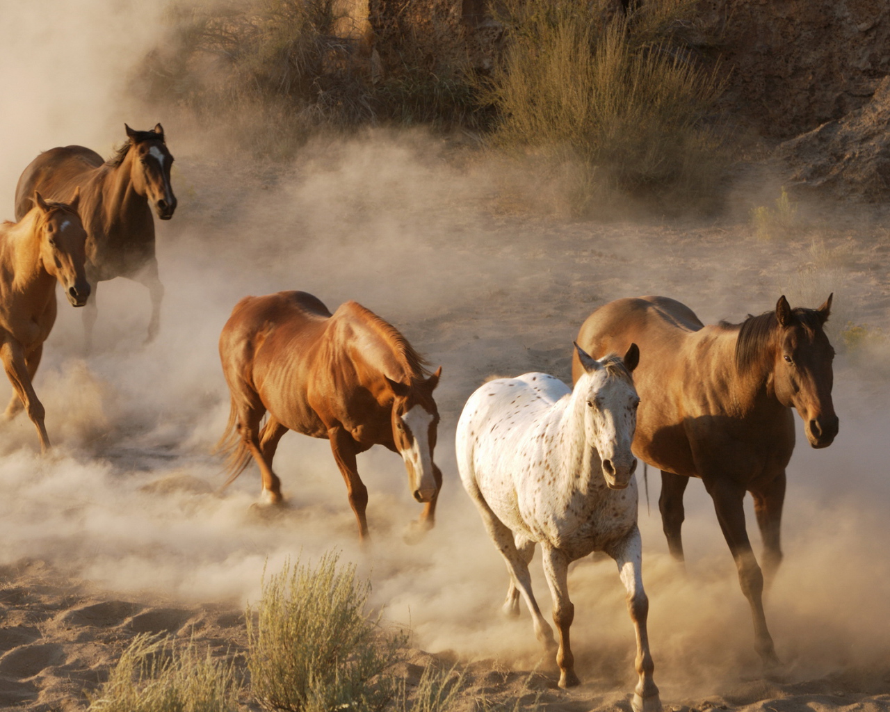 Дикие лошади