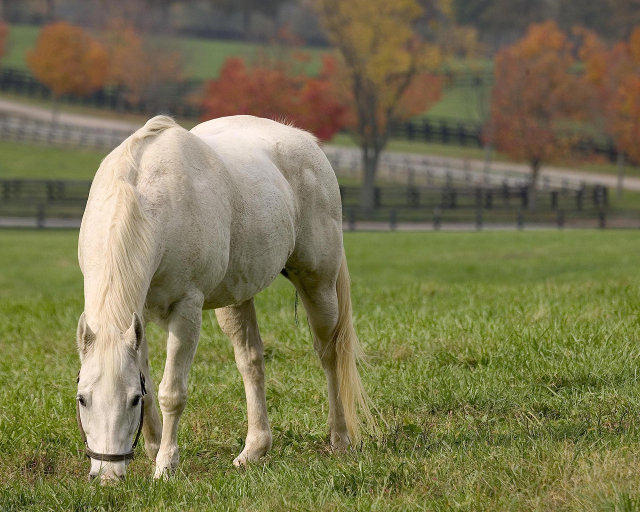 Лошадь рабочая