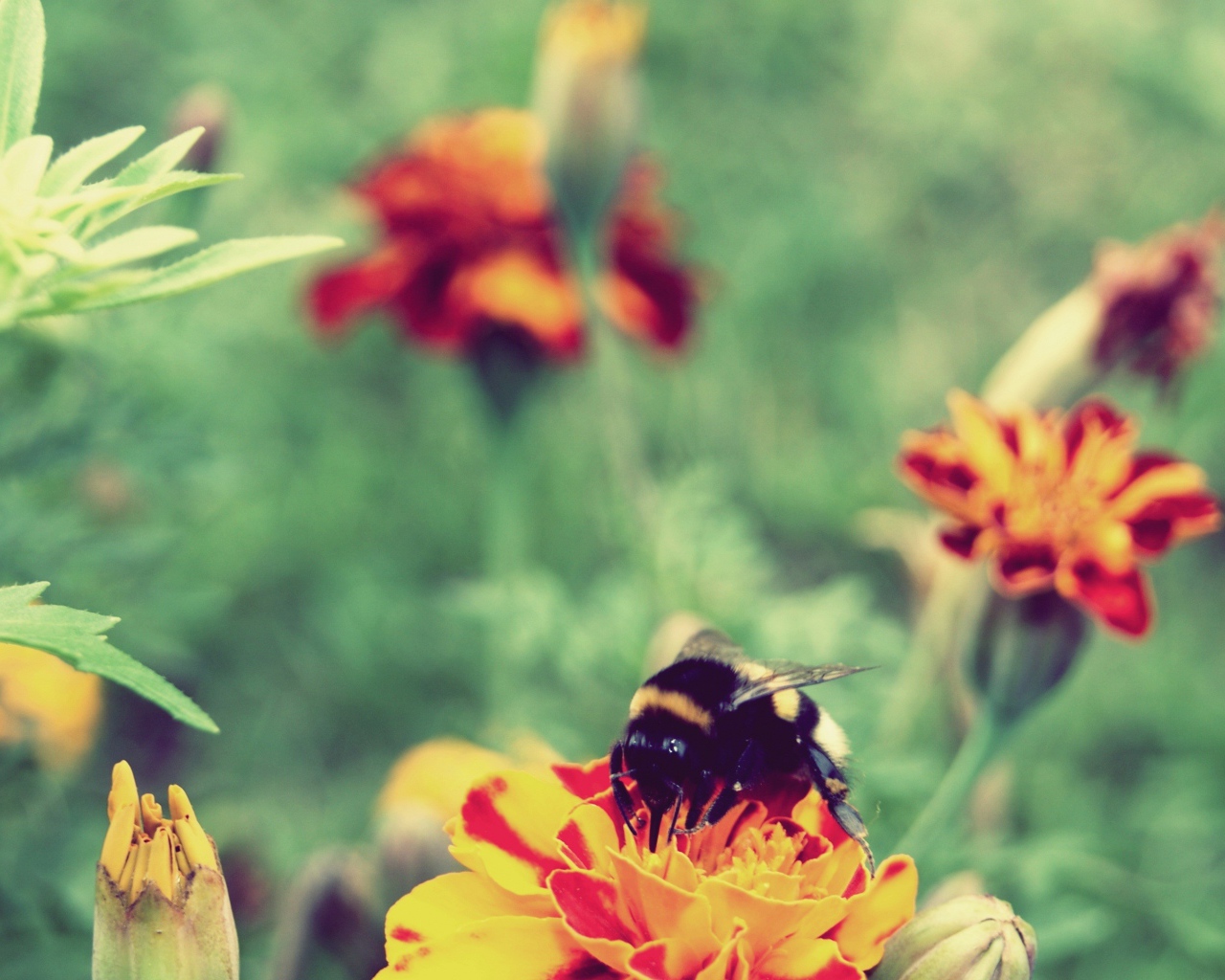 Шмель сидит на цветке