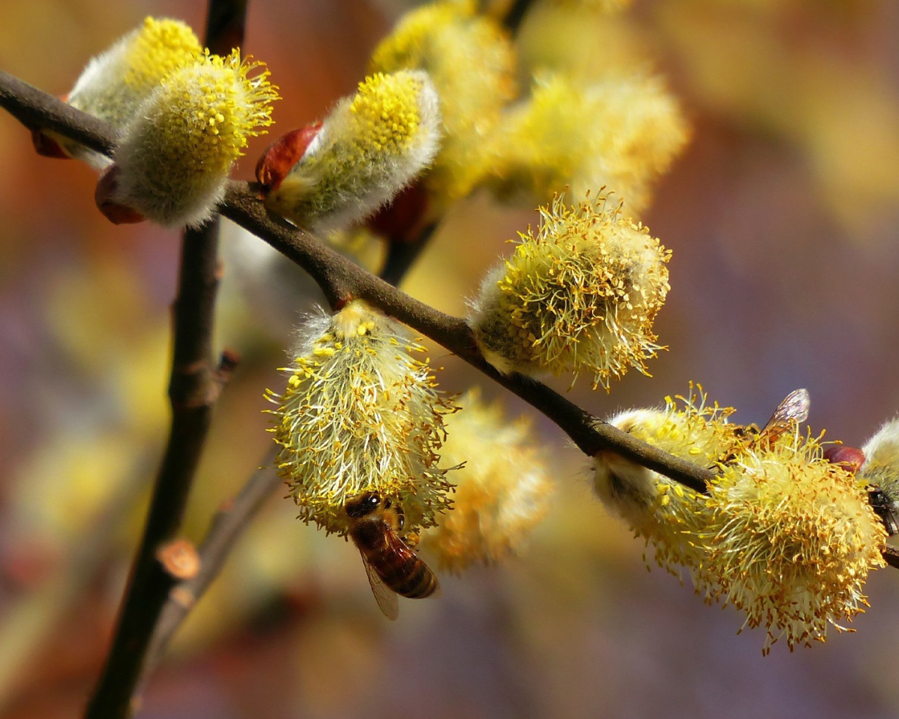 Пчела сидит на вербе