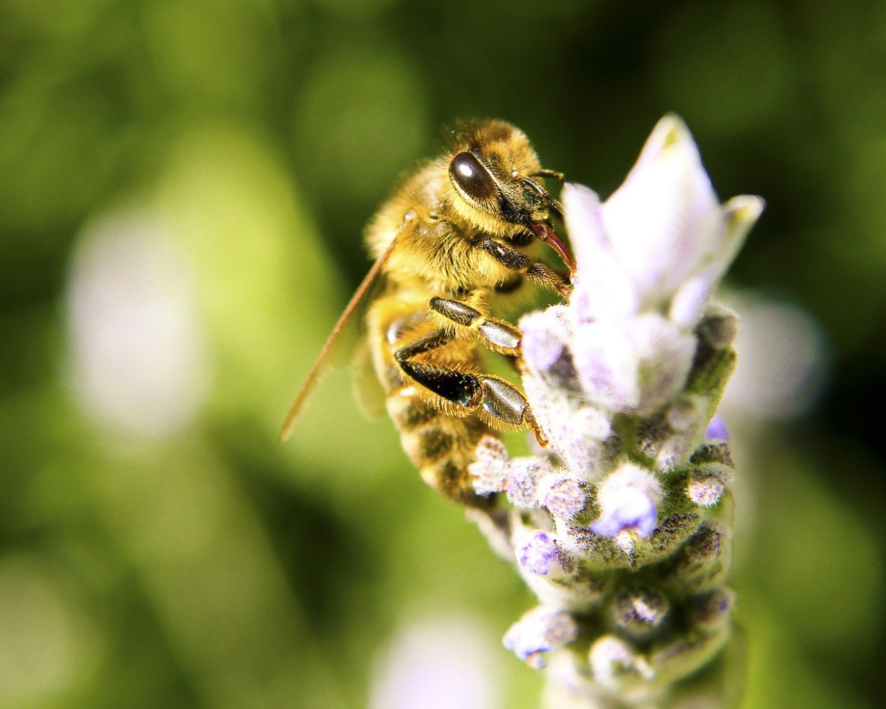 Пчела с цветка собирает мед