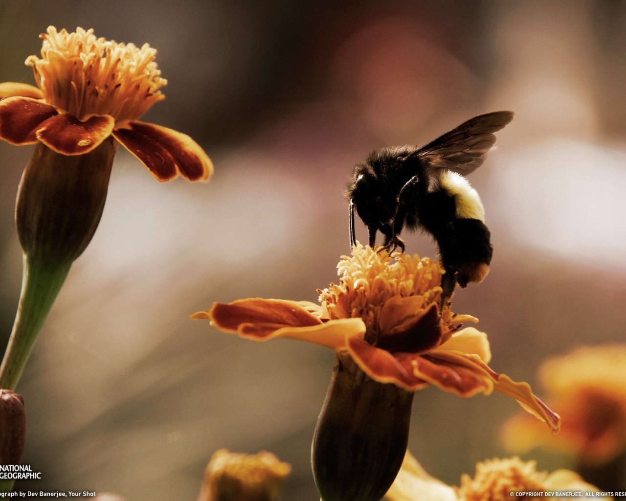 Пчела собирает мед