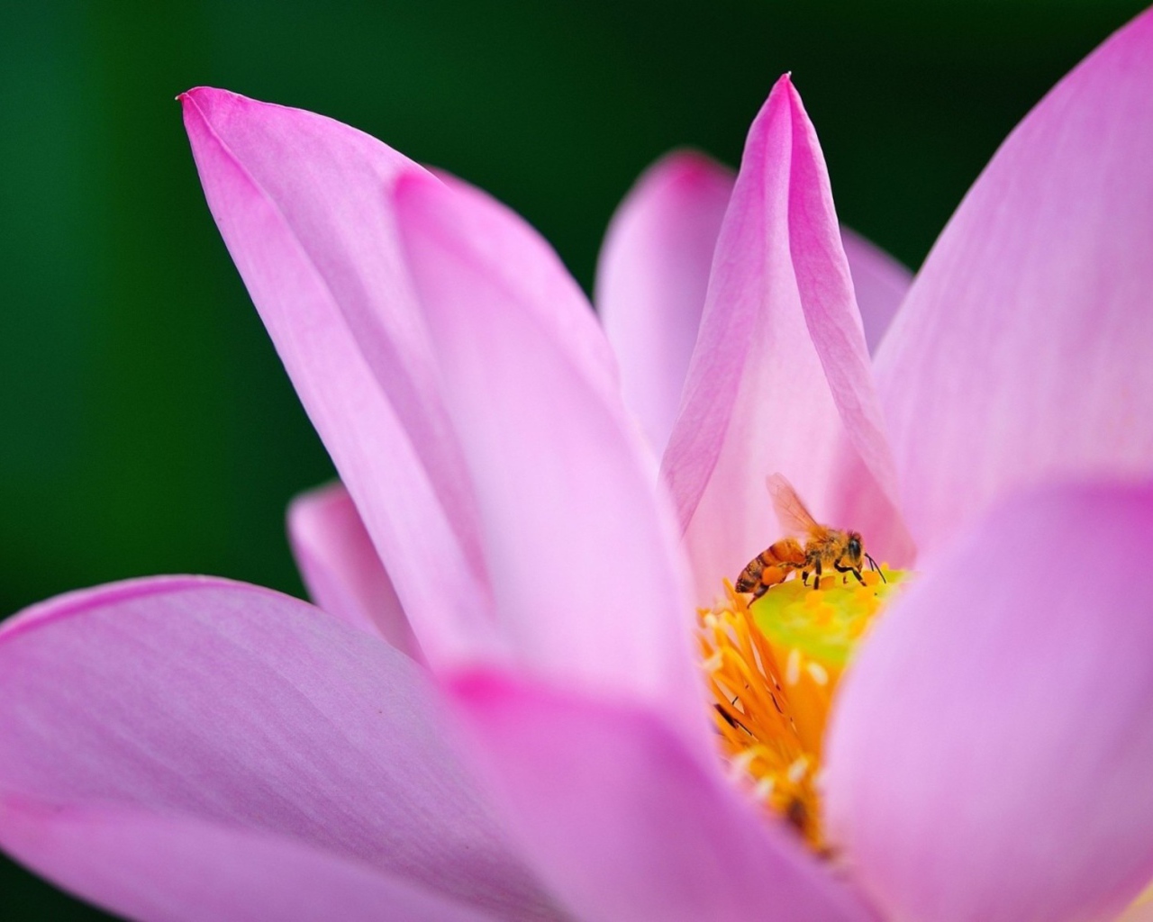 Пчела на лилии