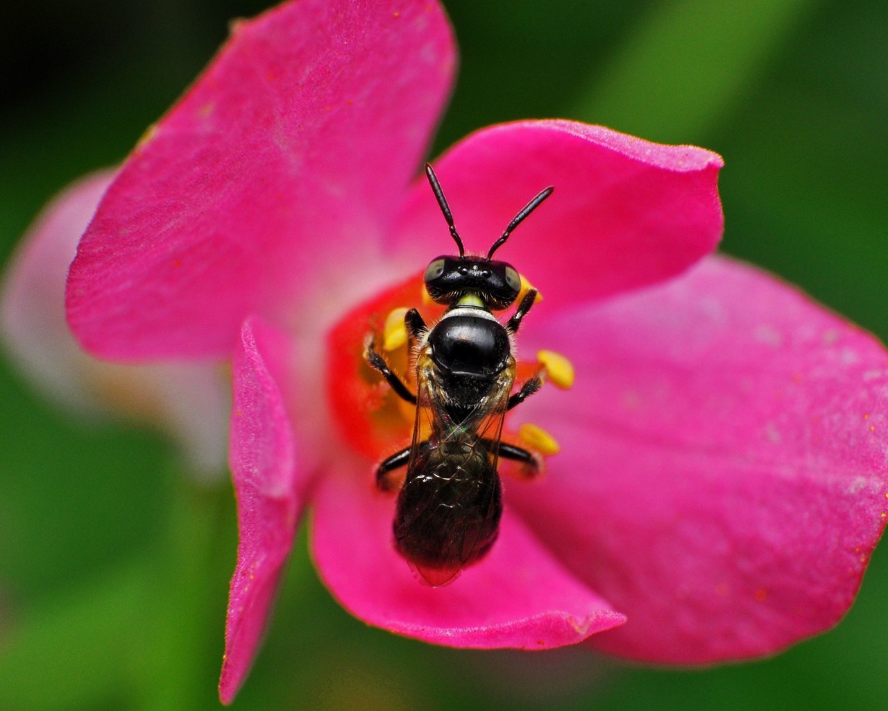 Пчела на розовом цветке