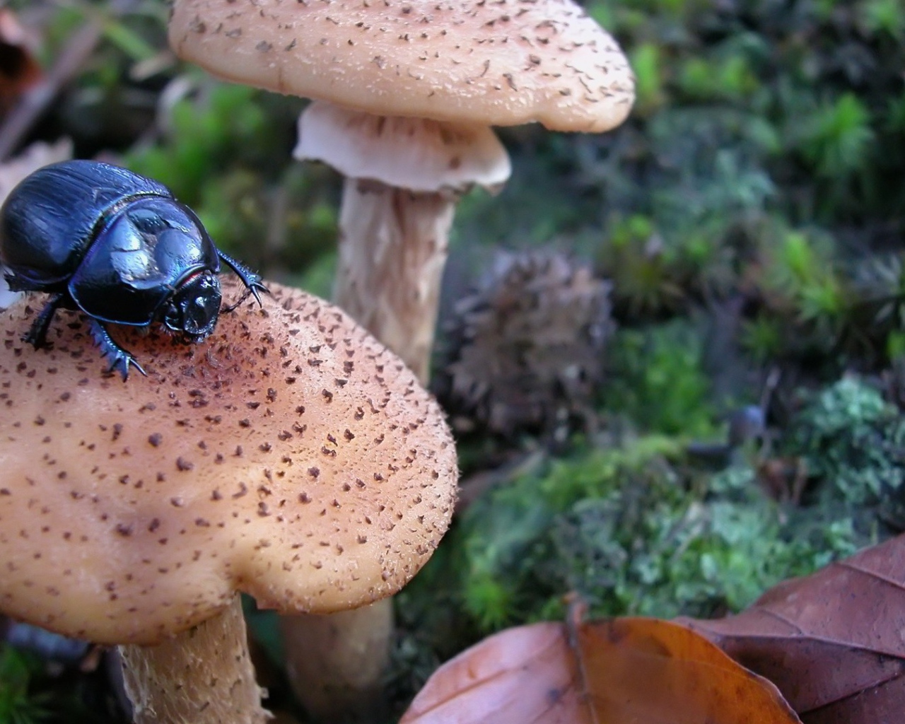 Жук сидит на грибе