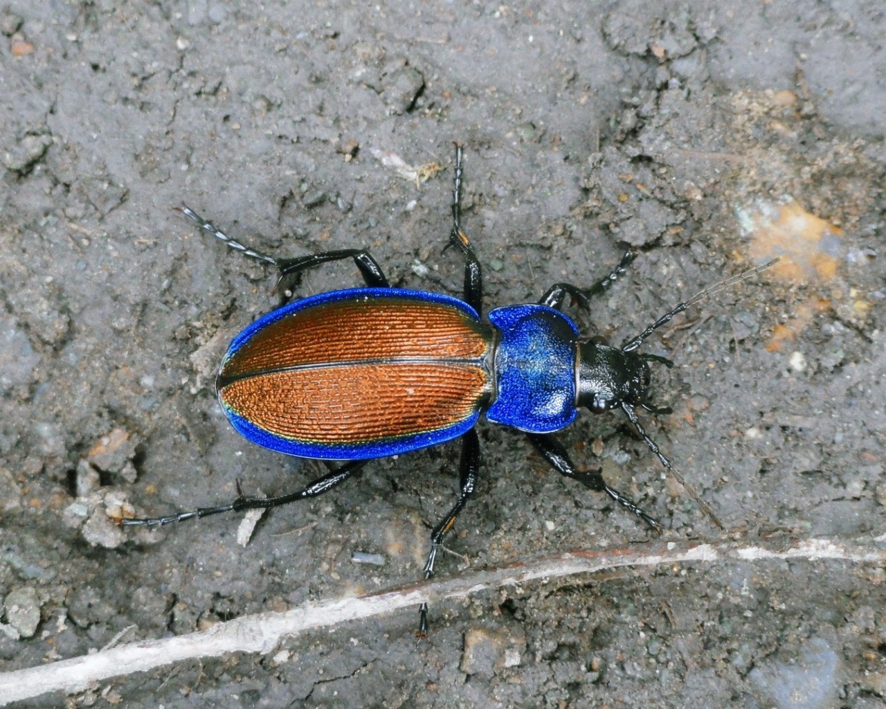 Синий жук