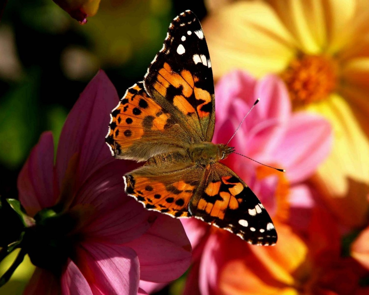 Бабочка в полете